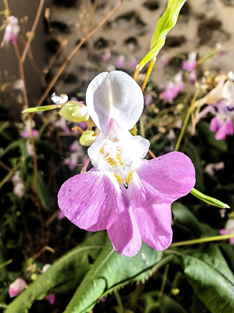 Impatiens balfouri balsamine de balfour gorge de la fleur