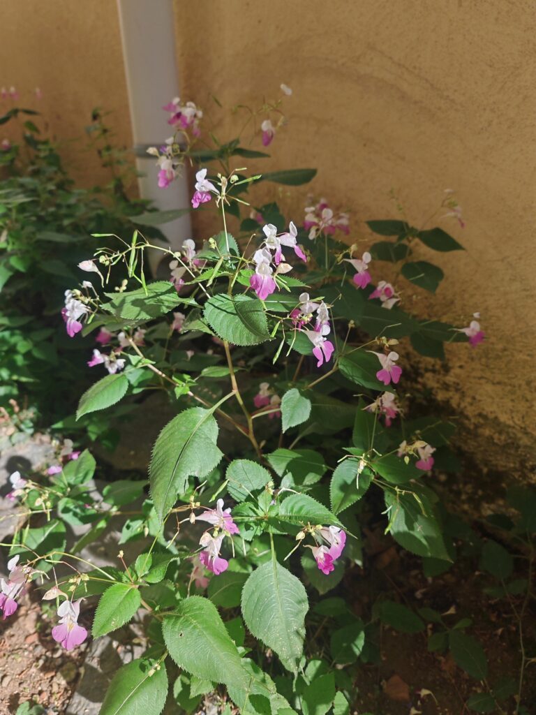 Impatiens balfouri balsamine de balfour plante entiere