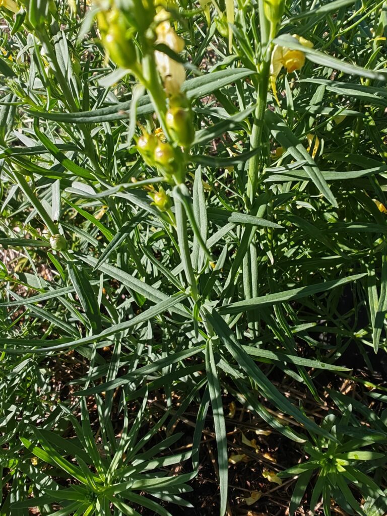 Linaria vulgaris linaire commune feuilles
