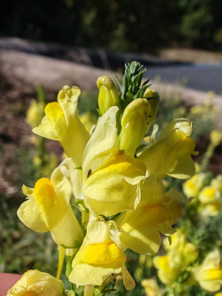 Linaria vulgaris linaire commune fleur