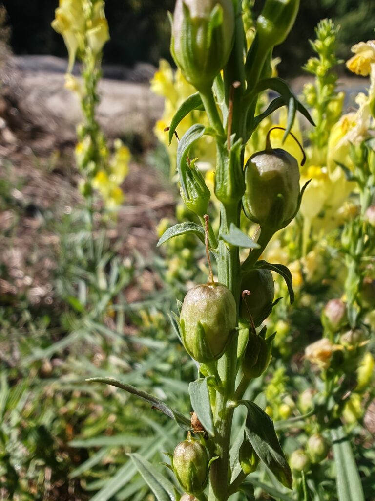Linaria vulgaris linaire commune fruits