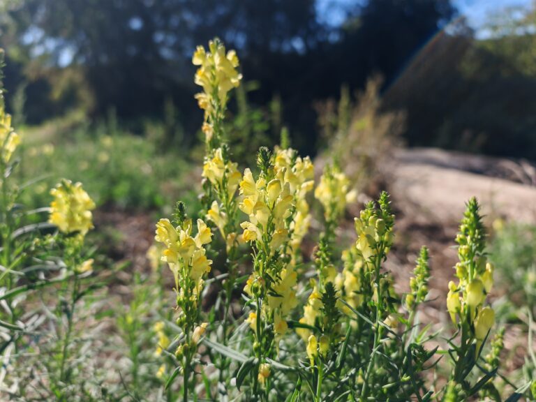 Linaria vulgaris linaire commune plante entiere