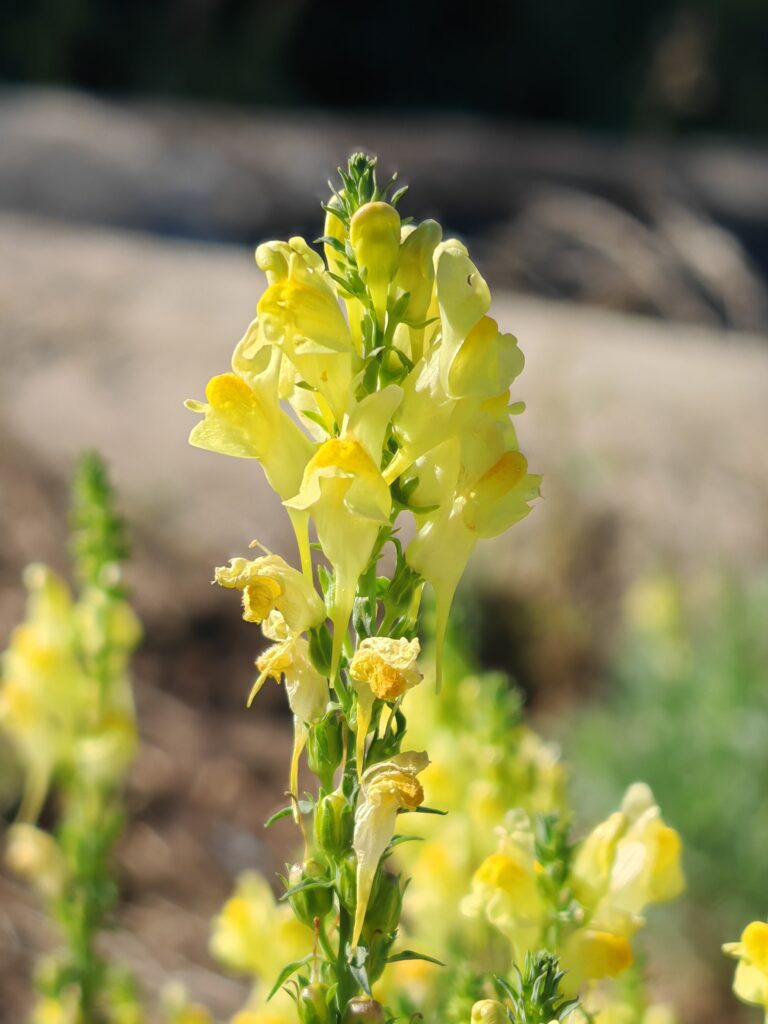 Linaria vulgaris linaire commune sommite fleurie