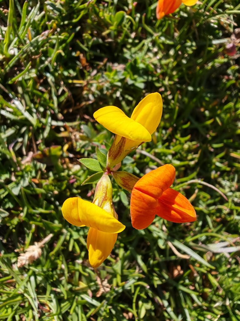 Lotus corniculatus subsp alpinus lotier des alpes calices
