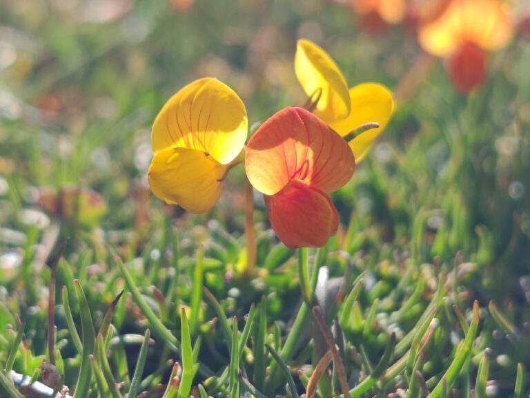 Lotus corniculatus subsp alpinus lotier des alpes fleurs