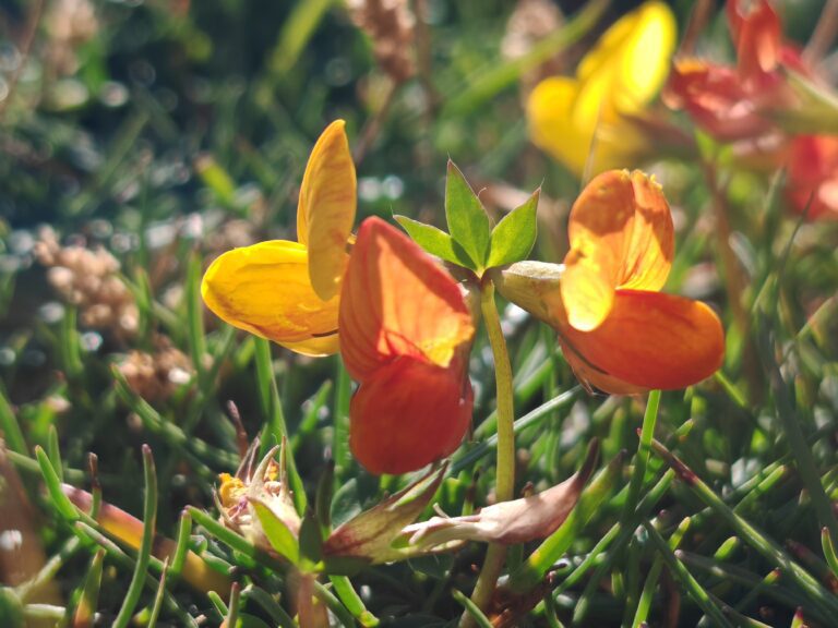 Lotus corniculatus subsp alpinus lotier des alpes sommite fleurie