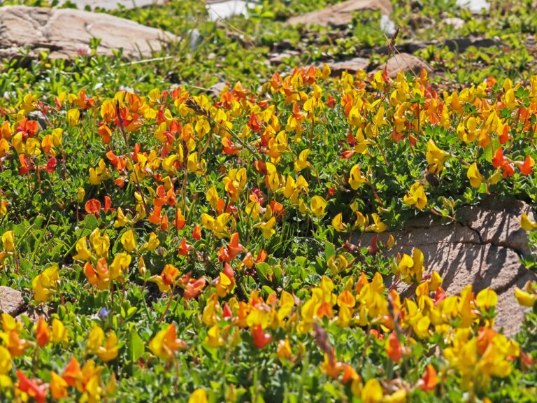 Lotus corniculatus subsp alpinus lotier des alpes station