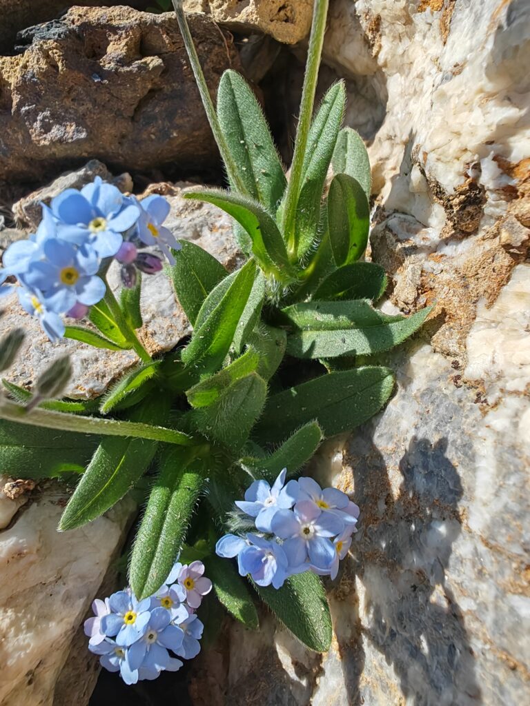 Myosotis alpestris myosotis des alpes feuille