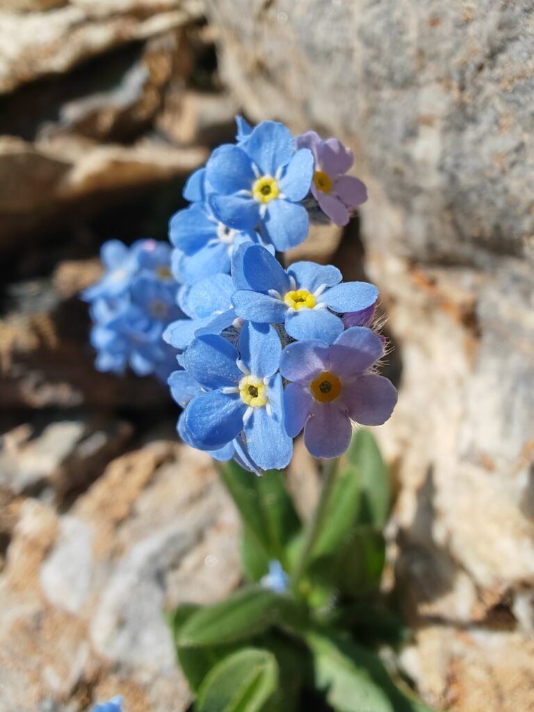 Myosotis alpestris myosotis des alpes fleurs