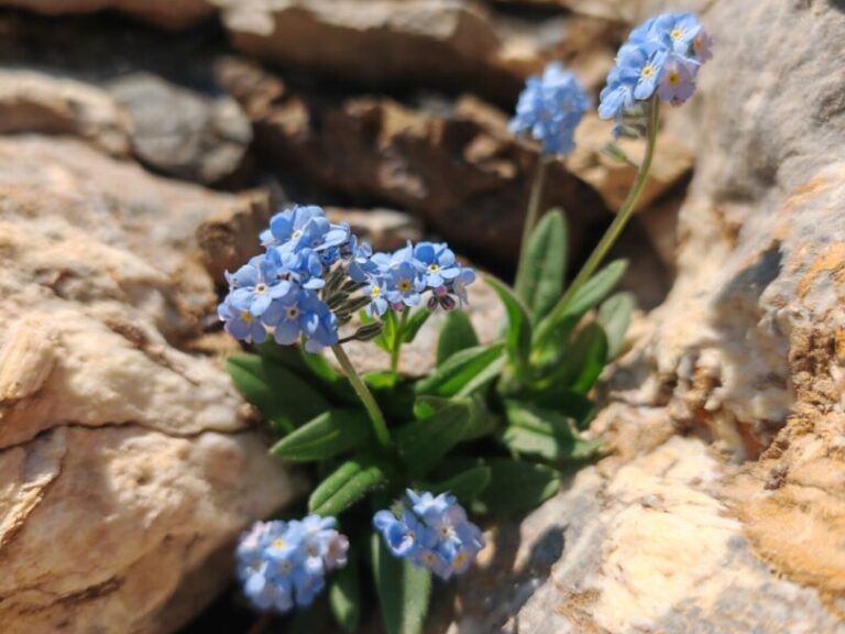 Myosotis alpestris myosotis des alpes plante entiere