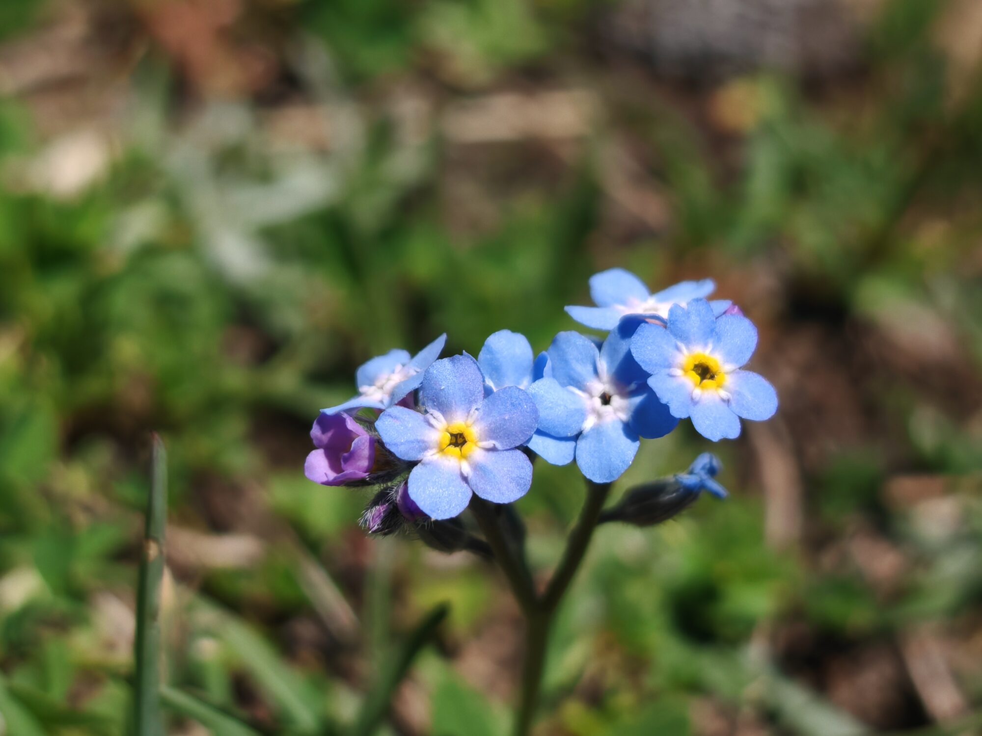 Myosotis des Alpes