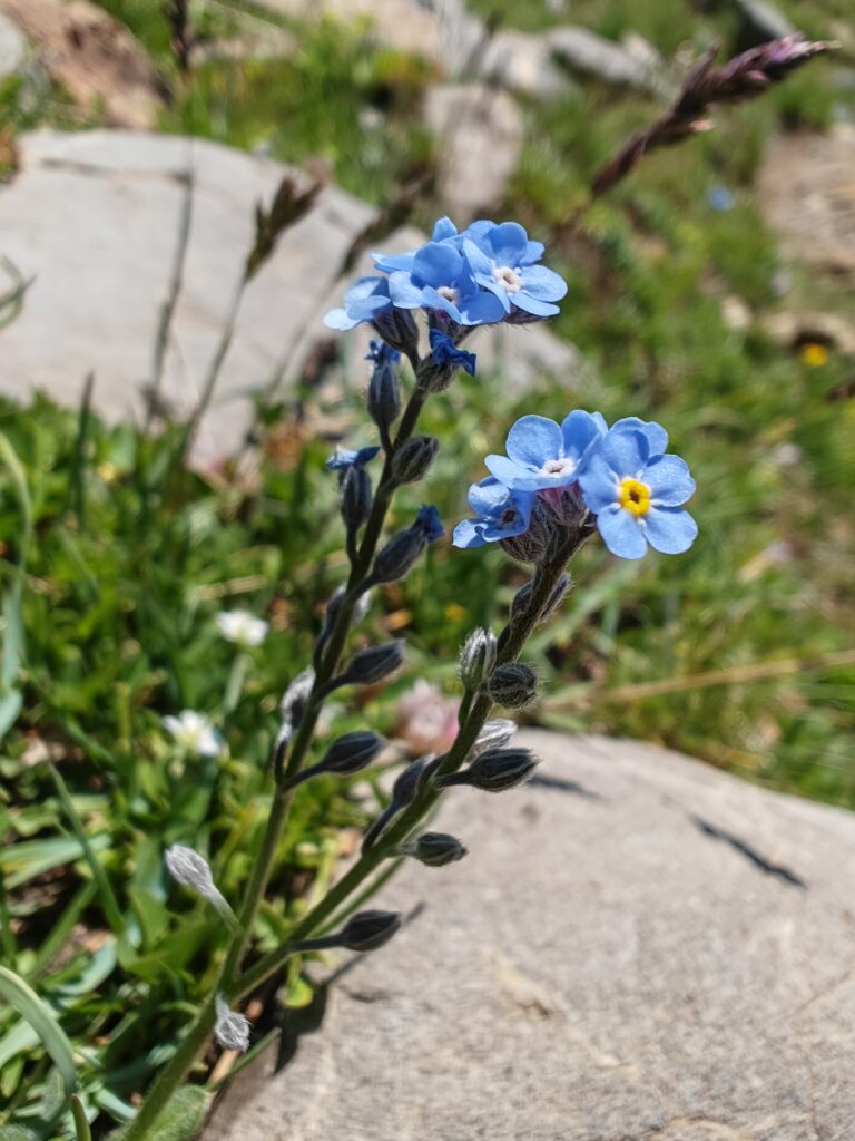 Myosotis alpestris myosotis des alpes sommites fleuries