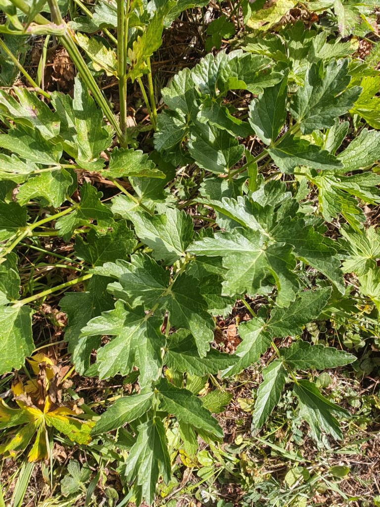 Pimpinella major var rubra boucage a fleurs rouges feuilles