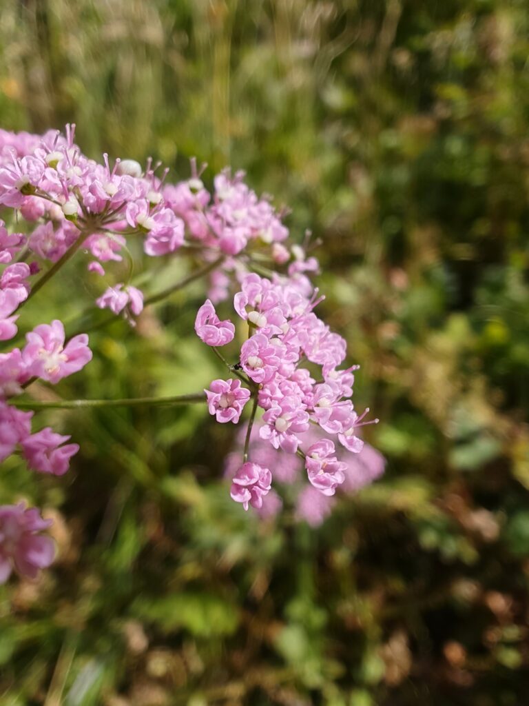 Pimpinella major var rubra boucage a fleurs rouges fleurs