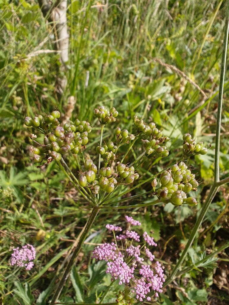 Pimpinella major var rubra boucage a fleurs rouges fruits