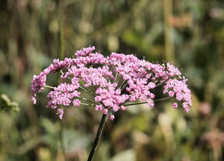 Pimpinella major var rubra boucage a fleurs rouges ombelle