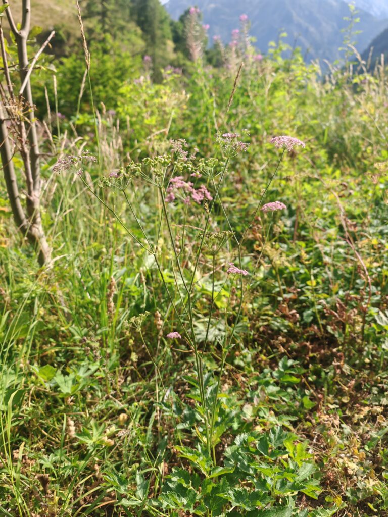 Pimpinella major var rubra boucage a fleurs rouges plante entiere