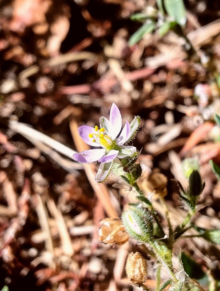 Spergula rubra spergulaire rouge fleur et sepales