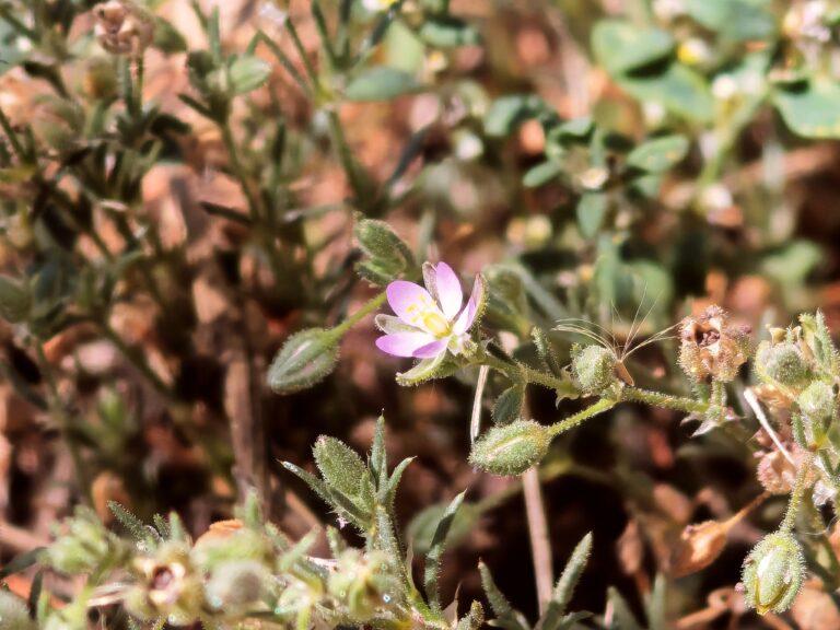 Spergula rubra spergulaire rouge plante entiere
