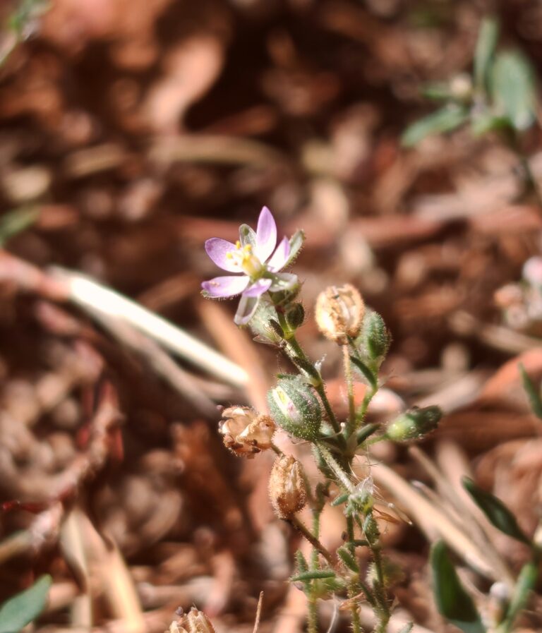 Spergula rubra spergulaire rouge sommitee fleurie