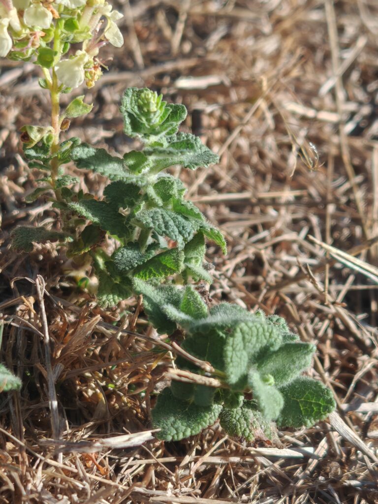 Teucrium scorodonia germandree scorodoine feuille