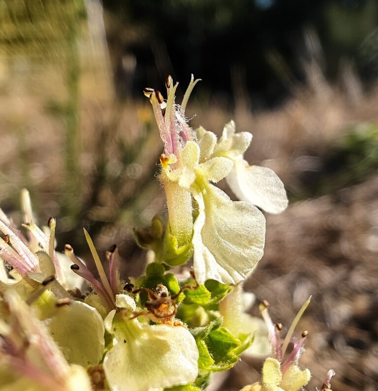 Teucrium scorodonia germandree scorodoine fleur