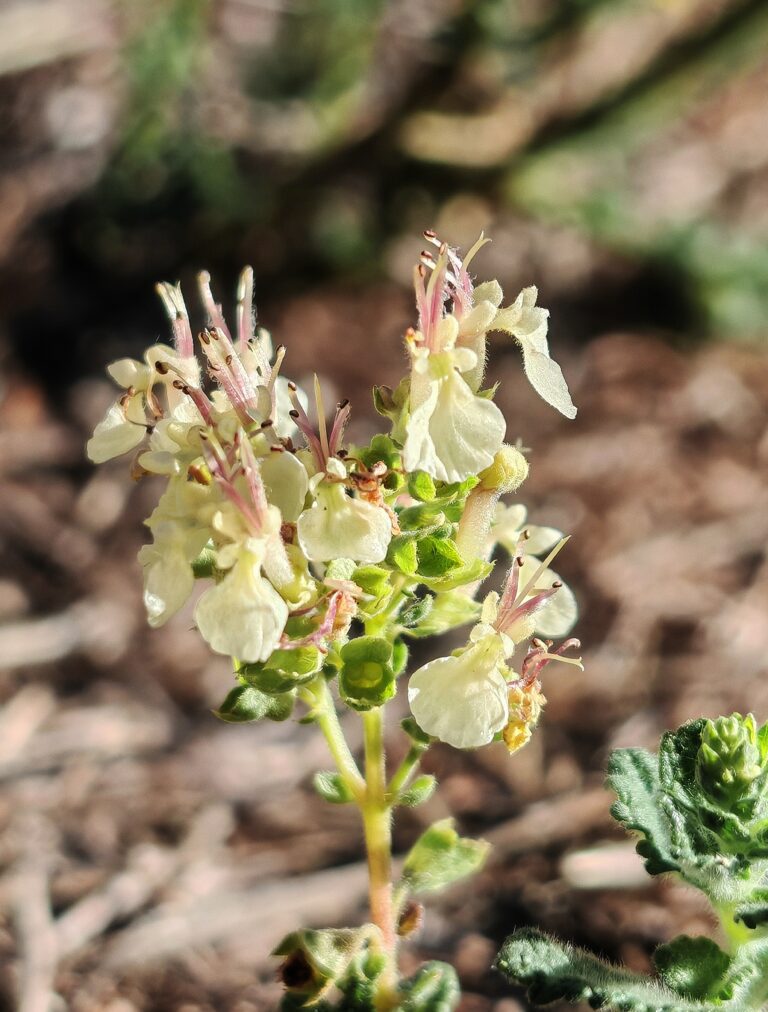 Teucrium scorodonia germandree scorodoine sommite fleurie