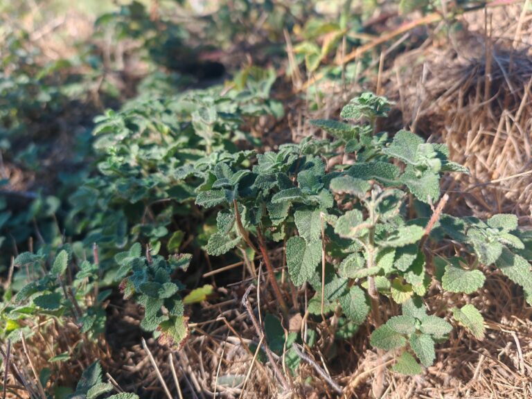 Teucrium scorodonia germandree scorodoine tapis