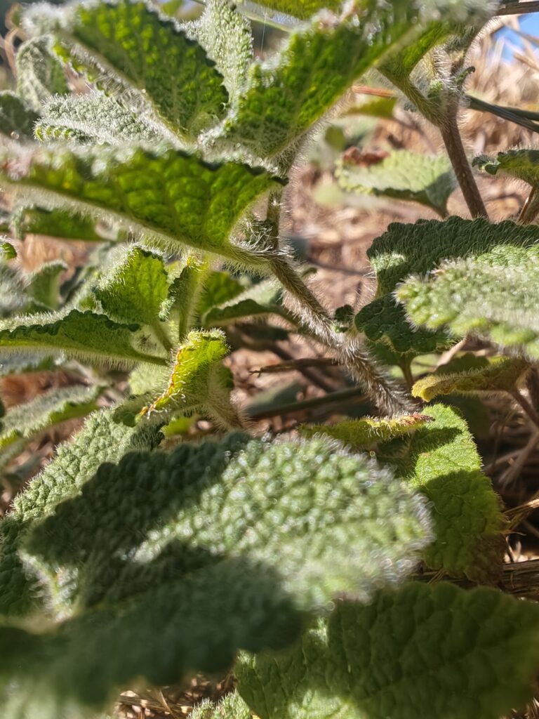 Teucrium scorodonia germandree scorodoine tige