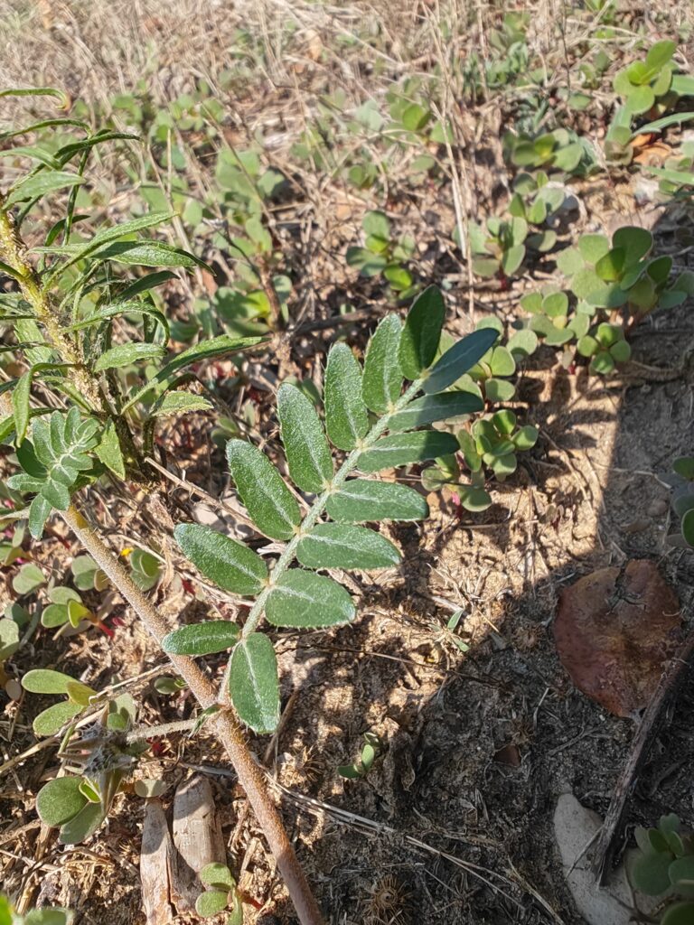 Tribulus terrestris croix de malte feuille
