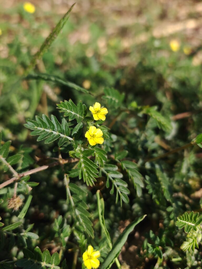 Tribulus terrestris croix de malte fleurs