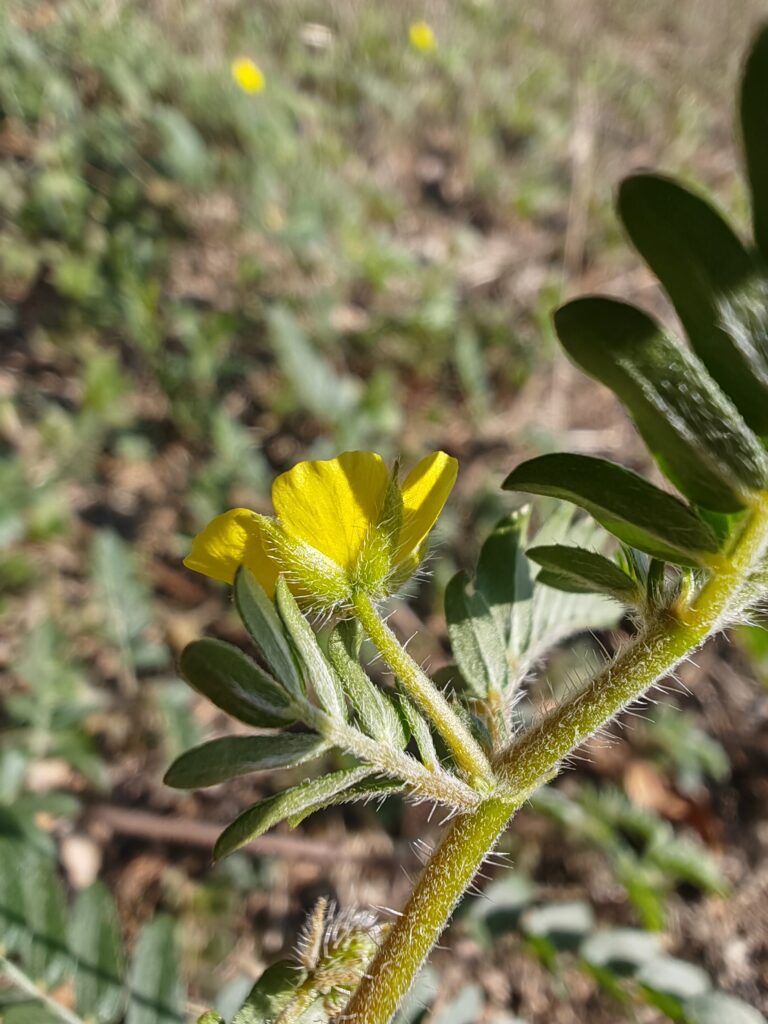 Tribulus terrestris croix de malte sepales