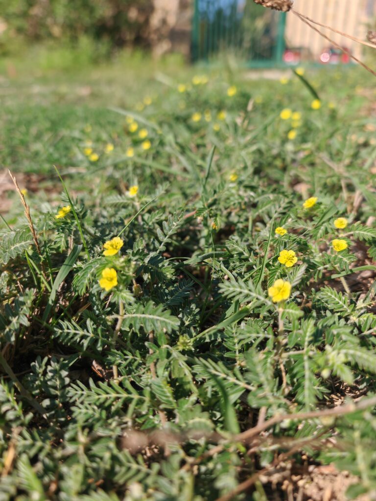 Tribulus terrestris croix de malte touffe rampante
