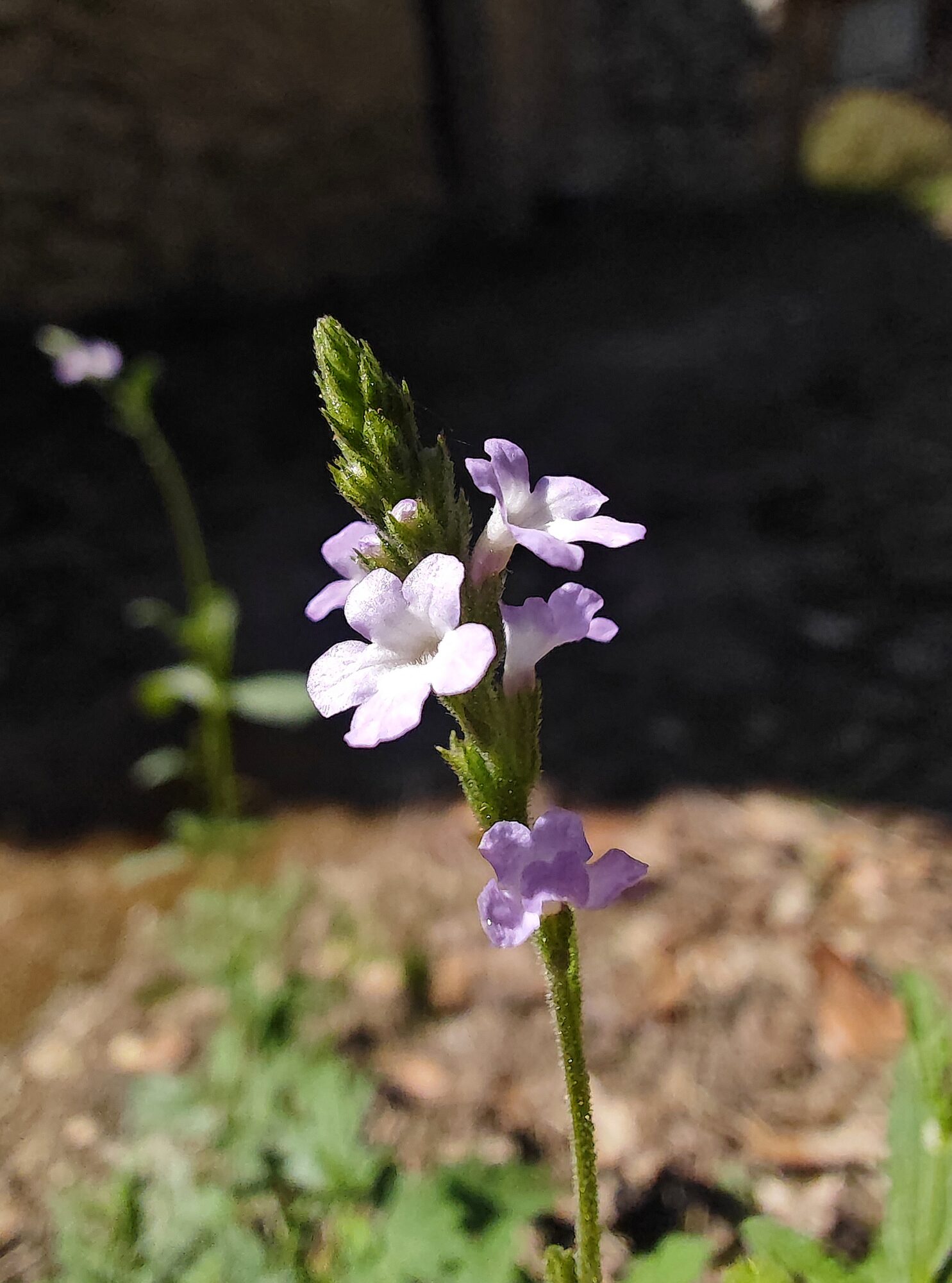 Verveine officinale