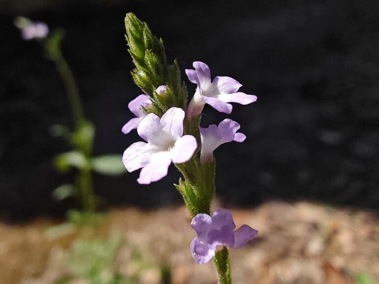 Verveine officinale