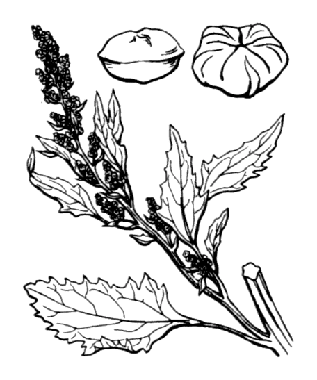 Chénopode blanc