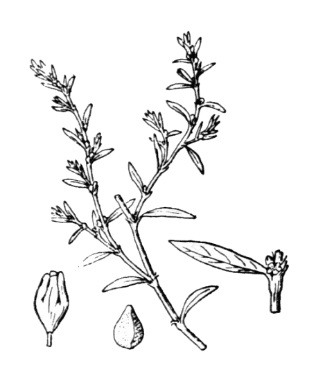 Renouée des oiseaux