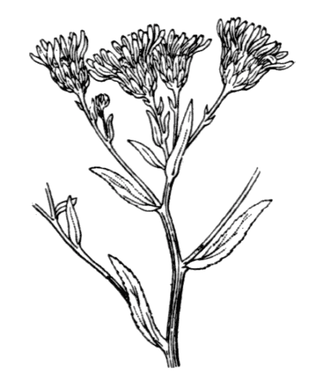 Aster maritime