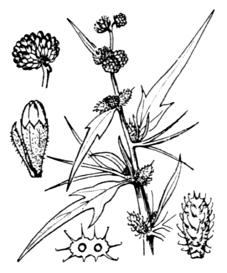 Lampourde épineuse