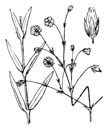 Stellaire graminée