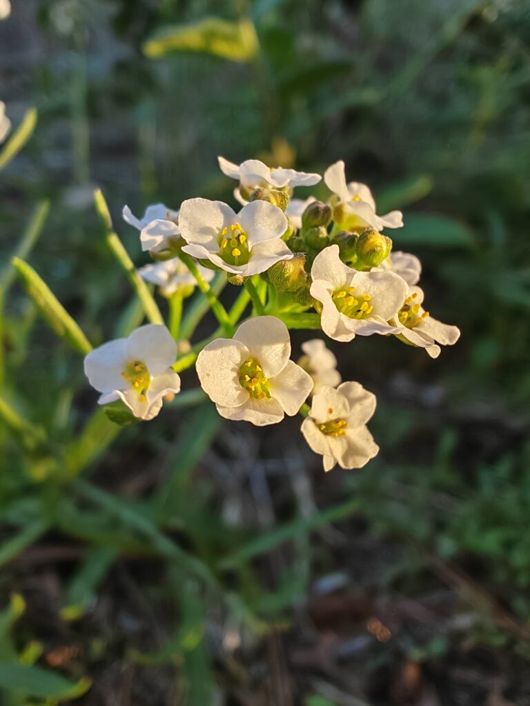 lobularia-maritima-lobulaire-maritime-fleurs