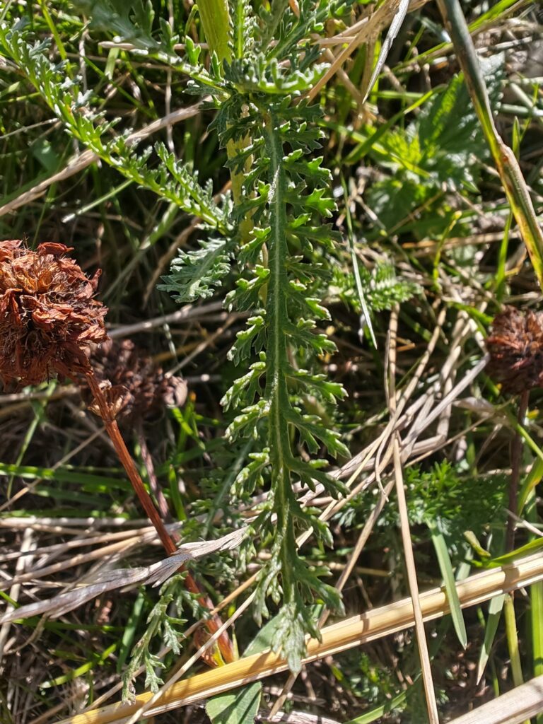 Achillea millefolium achillee millefeuille feuille