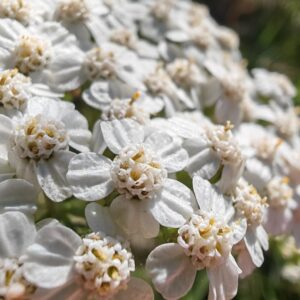 Achillée millefeuille