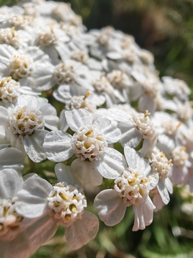 Achillea millefolium achillee millefeuille fleur macro