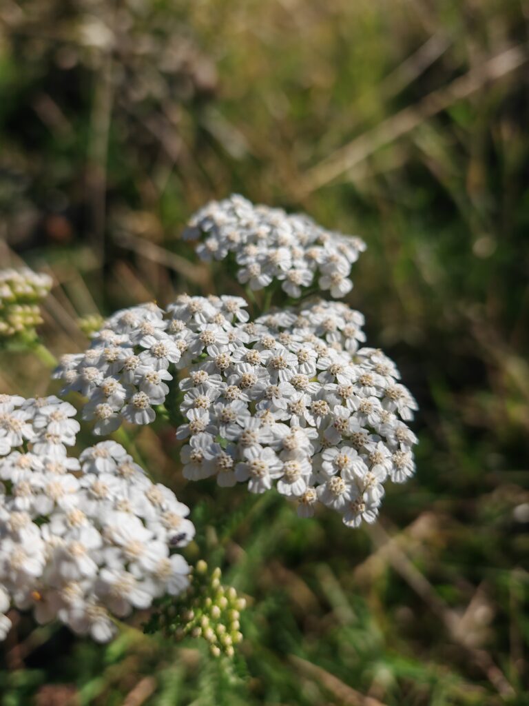 Achillea millefolium achillee millefeuille inflorescence