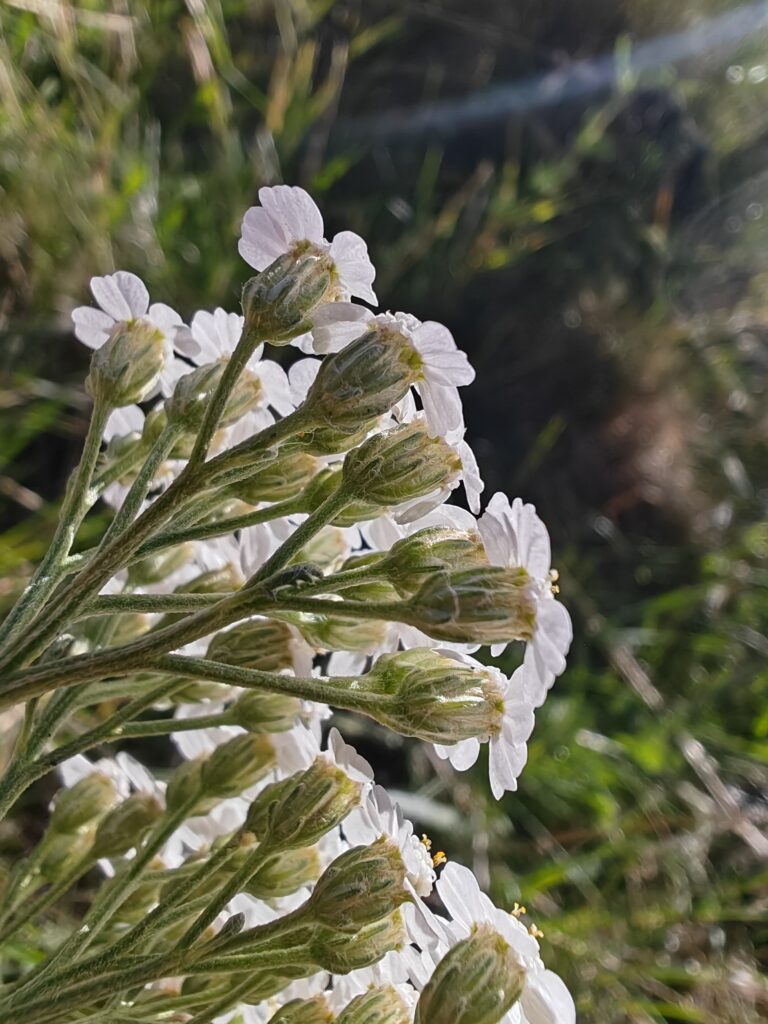Achillea millefolium achillee millefeuille involucre