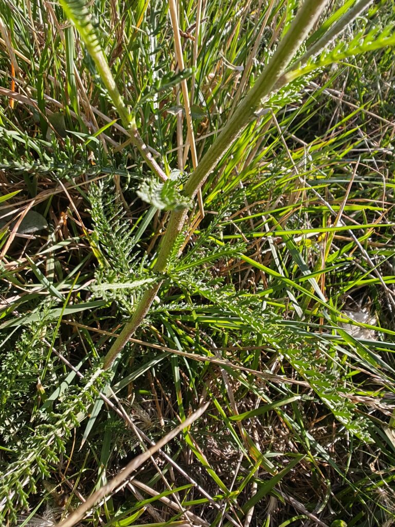 Achillea millefolium achillee millefeuille tige