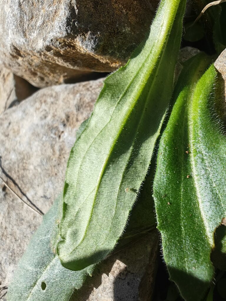 Bellis sylvestris paquerrette d automne face inferieure feuille trinerve