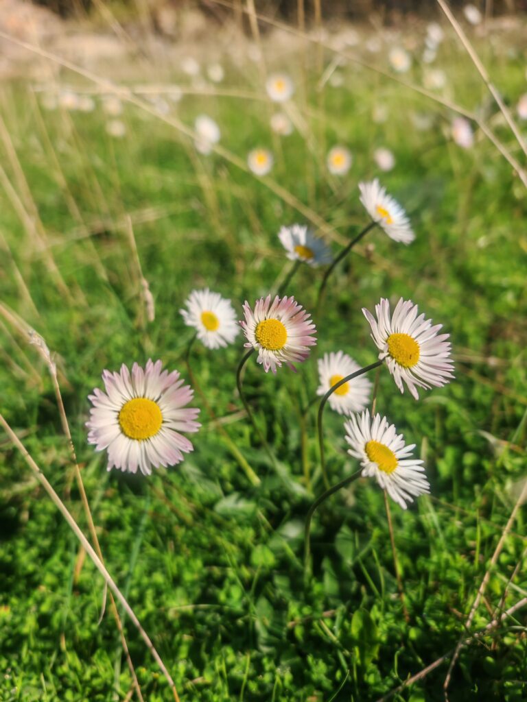 Bellis sylvestris paquerrette d automne fleurs