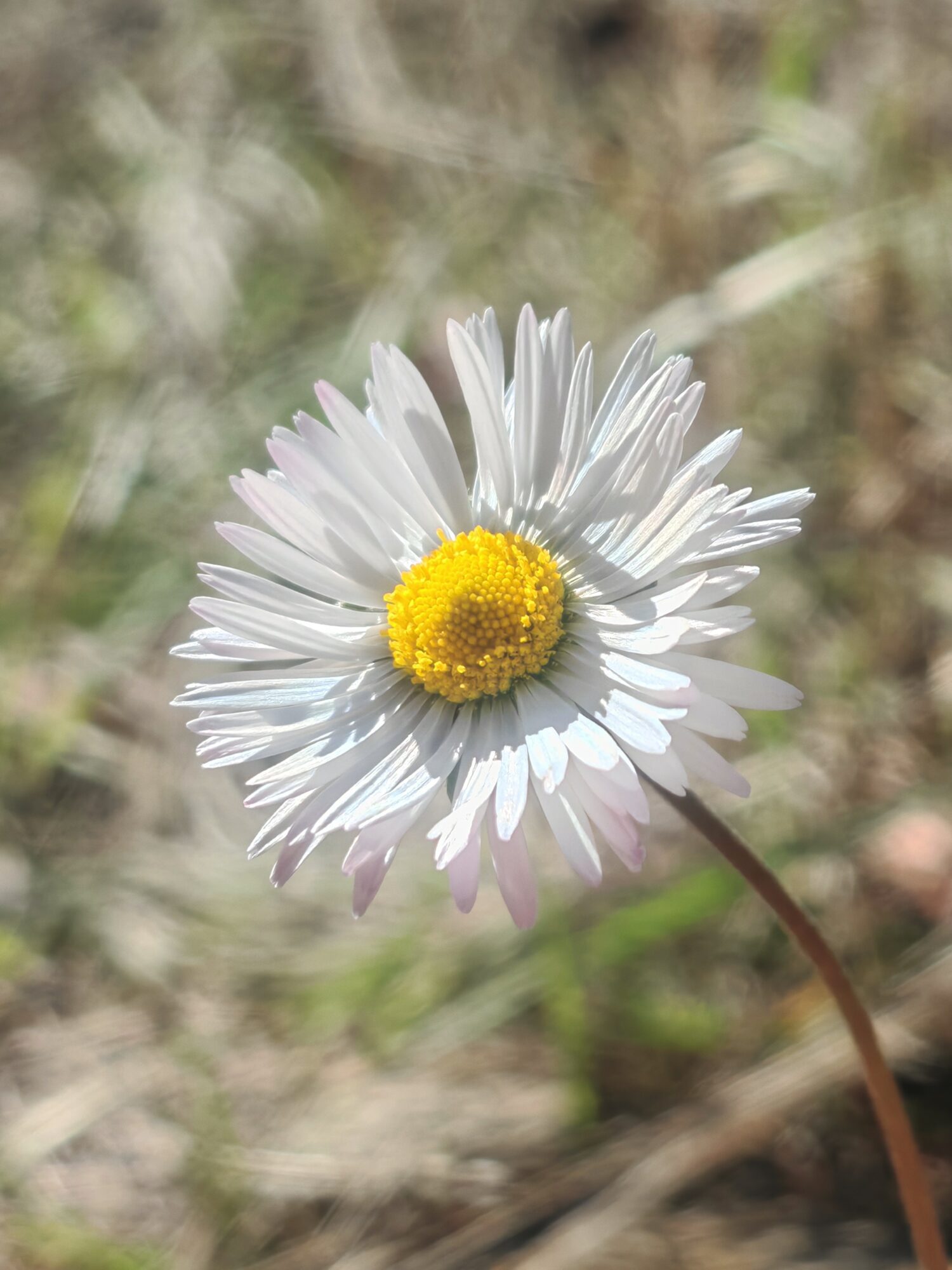 Pâquerette d&rsquo;automne